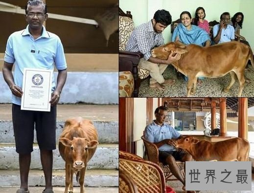 世界上最矮的牛，印度一头牛仅高61.5厘米
