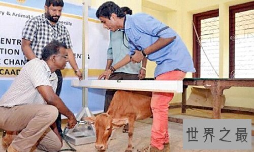 世界上最矮的牛，印度一头牛仅高61.5厘米