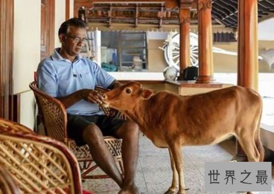 世界上最矮的牛，印度一头牛仅高61.5厘米