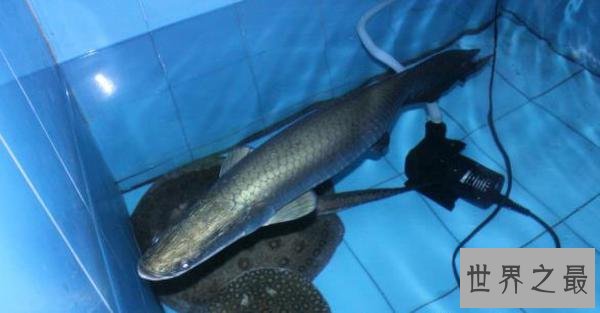 世界上最大的宠物，舌头比人的脑袋还大的宠物狗