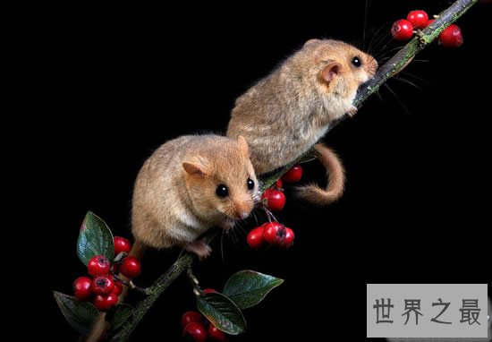 冬眠时间最长的动物，睡鼠(长达9个月/往往被饿死)