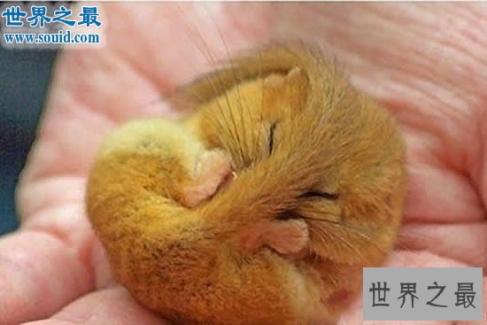 冬眠时间最长的动物，睡鼠(长达9个月/往往被饿死)