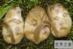冬眠时间最长的动物，睡鼠(长达9个月/往往被饿死)