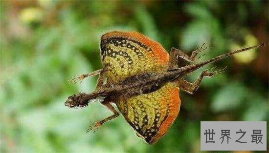 你绝对没有见过的30种最奇异动物，这些都是什么鬼