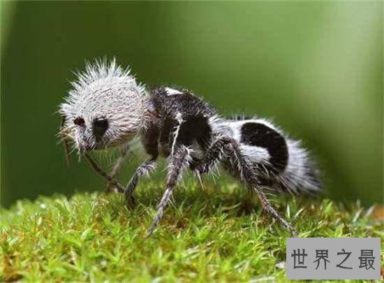 你绝对没有见过的30种最奇异动物，这些都是什么鬼