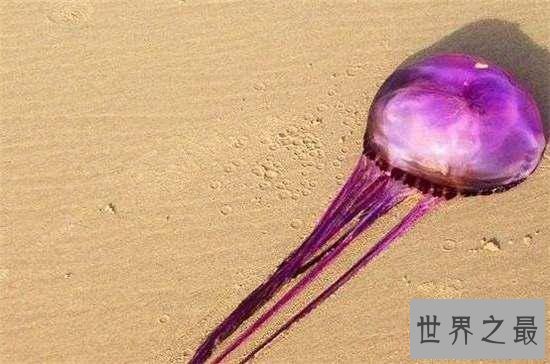 你绝对没有见过的30种最奇异动物，这些都是什么鬼