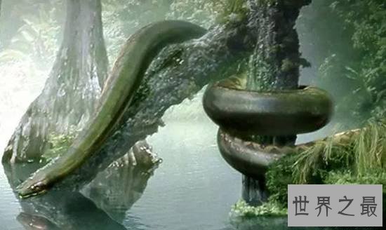 史前最恐惧的十大动物，史前巨鱼瞬间将鲨鱼撕成两半