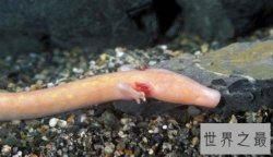 世界上最耐饿的动物，洞螈可以长达10年不进食