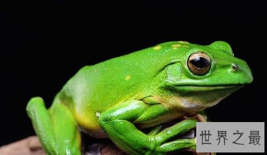 世界上最耐饿的动物，洞螈可以长达10年不进食