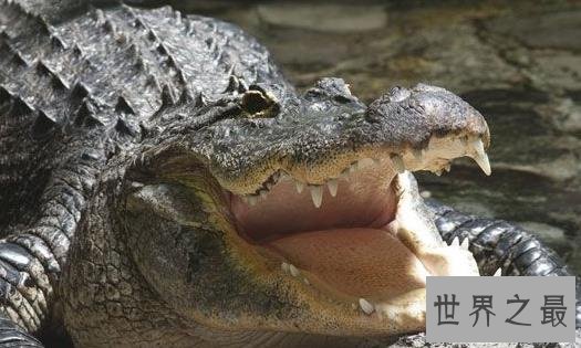 世界上最耐饿的动物，洞螈可以长达10年不进食