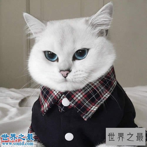 世界上最美的猫咪Coby，充满灵气蓝眼珠美哭43万人