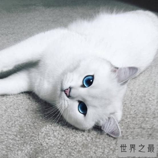 世界上最美的猫咪Coby，充满灵气蓝眼珠美哭43万人