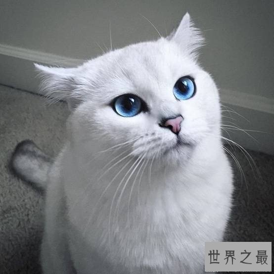 世界上最美的猫咪Coby，充满灵气蓝眼珠美哭43万人