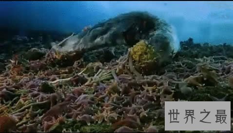 世界上最大的虫子，长达3米的南极巨虫(视频)