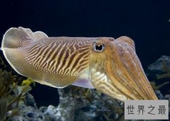 世界上最罕见的10个动物，海妖真的存在(图)