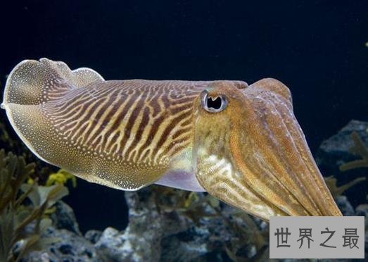 世界上最罕见的10个动物，海妖真的存在(图)