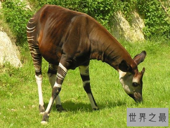 世界上最罕见的10个动物，海妖真的存在(图)