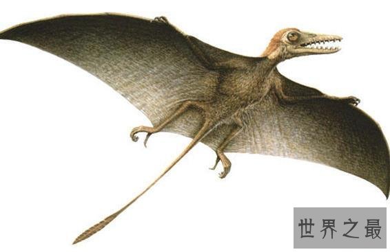 世界上最罕见的10个动物，海妖真的存在(图)