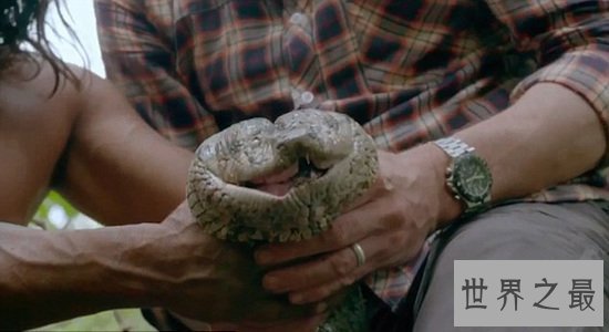 BBC和土著抓住了世界最长蟒蛇，是一种食人大蟒蛇