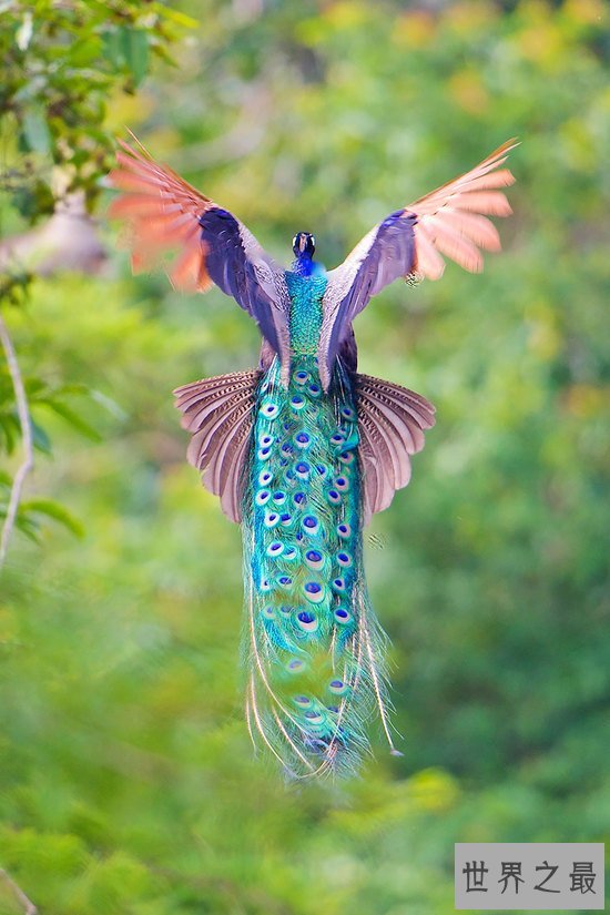 世界上最美的孔雀，飞起来的孔雀如仙鸟下凡(图)