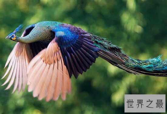 世界上最美的孔雀，飞起来的孔雀如仙鸟下凡(图)
