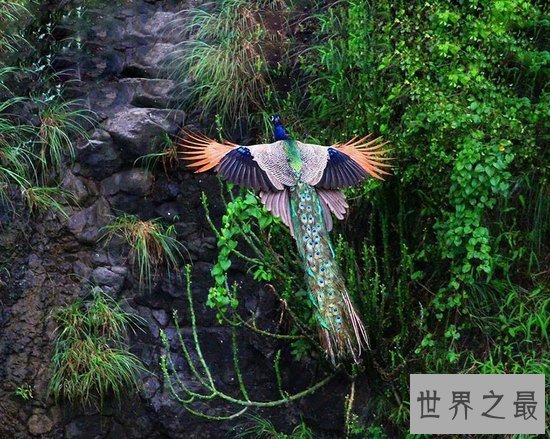 世界上最美的孔雀，飞起来的孔雀如仙鸟下凡(图)