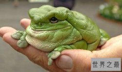 世界上最可爱的青蛙，老爷树蛙(肥胖又可爱)
