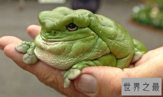 世界上最可爱的青蛙，老爷树蛙(肥胖又可爱)