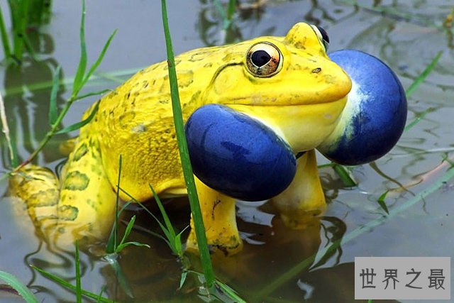 地球上颜色最诡异的动物大全，你绝对没见过(图)