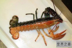 地球上颜色最诡异的动物大全，你绝对没见过(图)