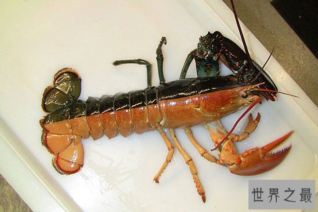 地球上颜色最诡异的动物大全，你绝对没见过(图)