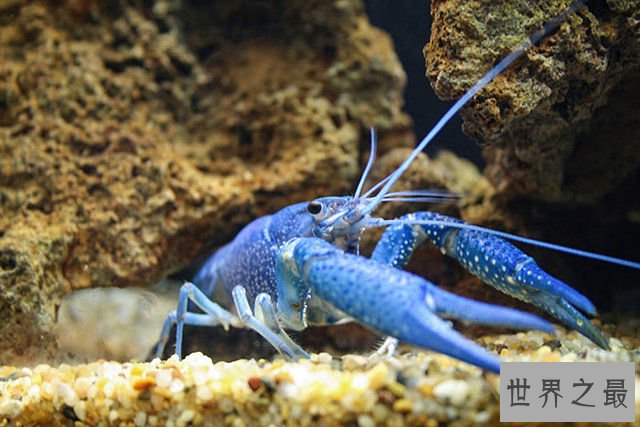 地球上颜色最诡异的动物大全，你绝对没见过(图)