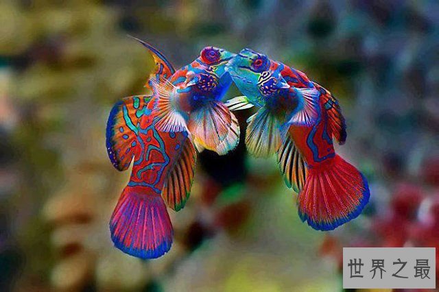 地球上颜色最诡异的动物大全，你绝对没见过(图)