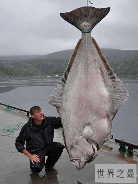 世界上最大的比目鱼，重达468斤(用鱼竿钓起)