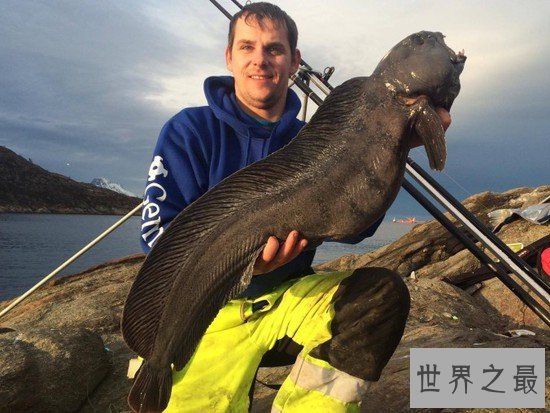 世界上最大的比目鱼，重达468斤(用鱼竿钓起)