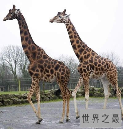 世界上最大最高的长颈鹿，高达6米(太高致还是光棍)