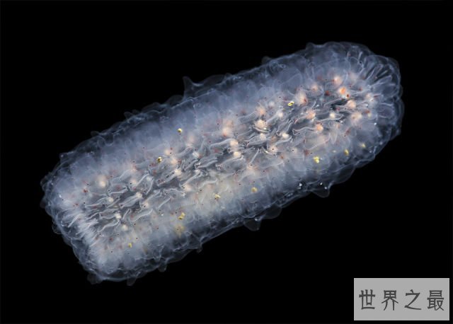 世界上最大的可发光的虫子，火体虫(最长达30米)