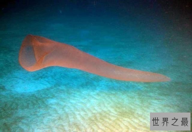 世界上最大的可发光的虫子，火体虫(最长达30米)
