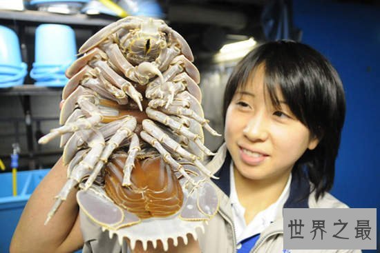 世界上绝食最长的动物，具足虫绝食5年后死亡