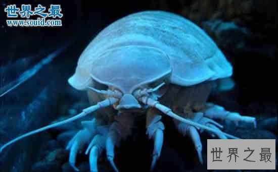 世界上绝食最长的动物，具足虫绝食5年后死亡