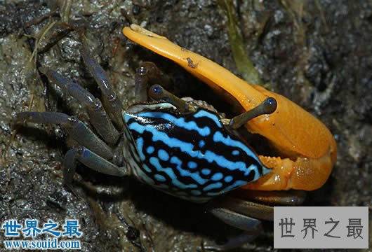 世界上最会变色的螃蟹，招潮蟹(一天变色8次)