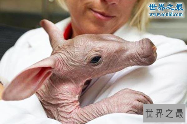 世界上最可怕的生物，婴儿食蚁兽(地球上的怪物)