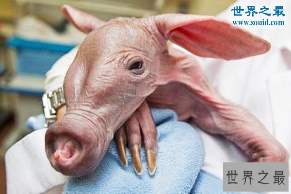 世界上最可怕的生物，婴儿食蚁兽(地球上的怪物)