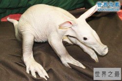 世界上最可怕的生物，婴儿食蚁兽(地球上的怪物)
