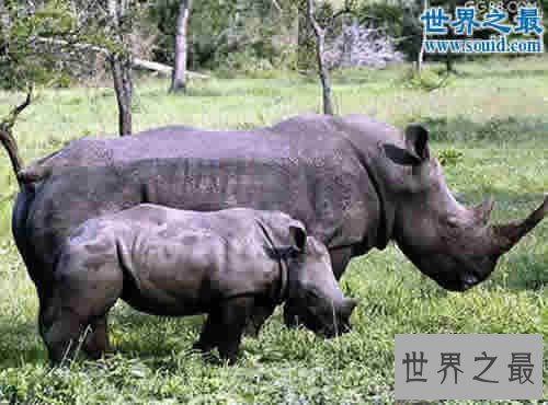 世界上最罕见的犀牛，爪哇犀牛(中国的1922年灭绝)