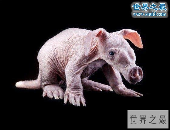 世界上最可怕的生物，婴儿食蚁兽(地球上的怪物)