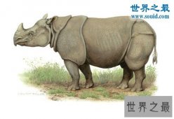 世界上最罕见的犀牛，爪哇犀牛(中国的1922年灭绝)