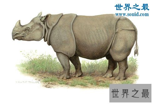 世界上最罕见的犀牛，爪哇犀牛(中国的1922年灭绝)