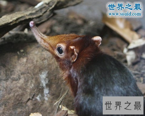 世界上最小的哺乳动物，鼩鼱(长4厘米/重3克)