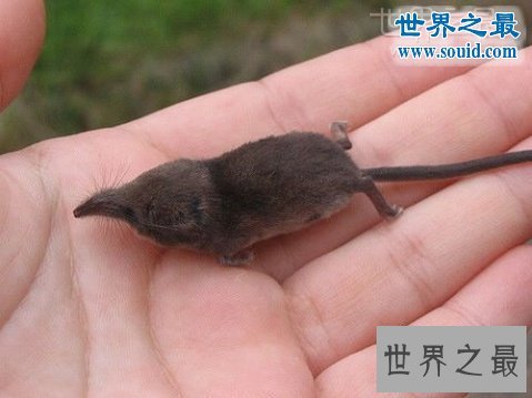 世界上最小的哺乳动物，鼩鼱(长4厘米/重3克)